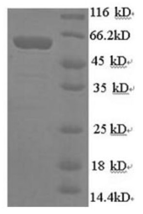 SDS-PAGE (SYN1-1380H).jpg